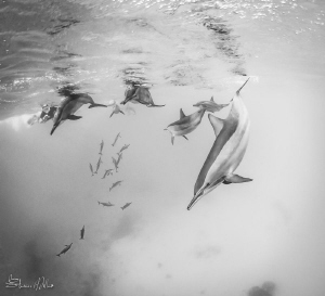 Dolphin rush. They always look slow and easy in still ima... by Steven Miller 